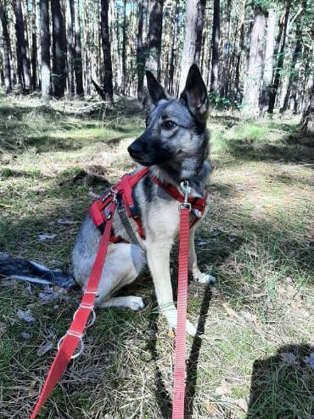 Ruhiges Zuhause für Nyura gesucht