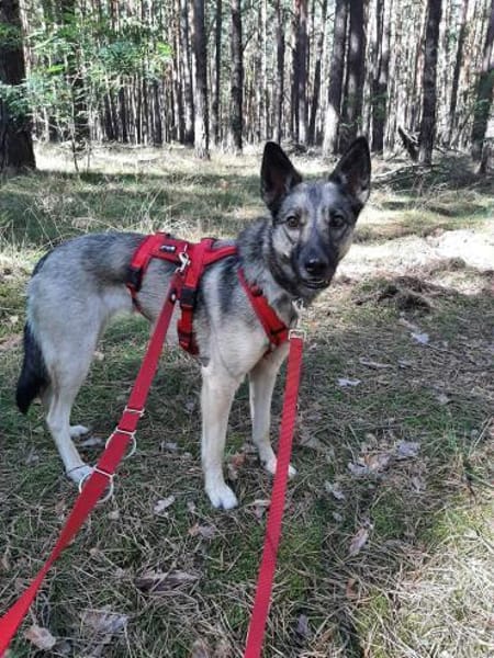 Ruhiges Zuhause für Nyura gesucht