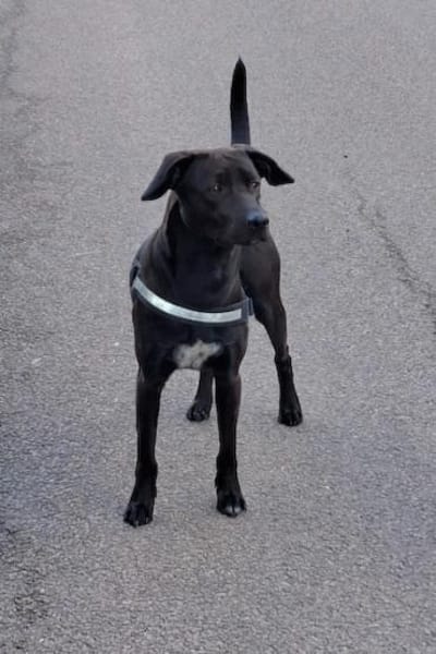 Patch Neugieriger Jungspund sucht dich!