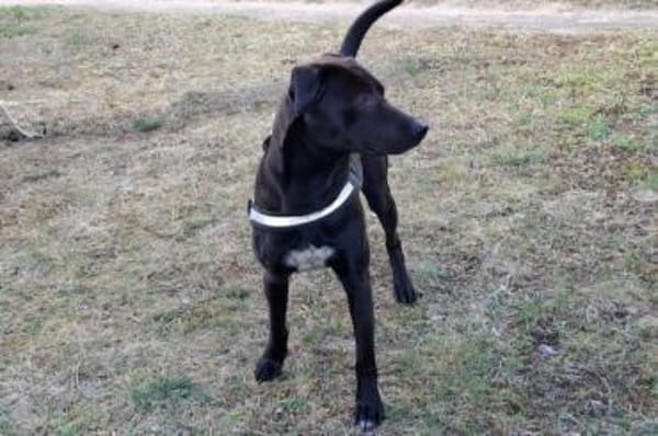 Patch Neugieriger Jungspund sucht dich!