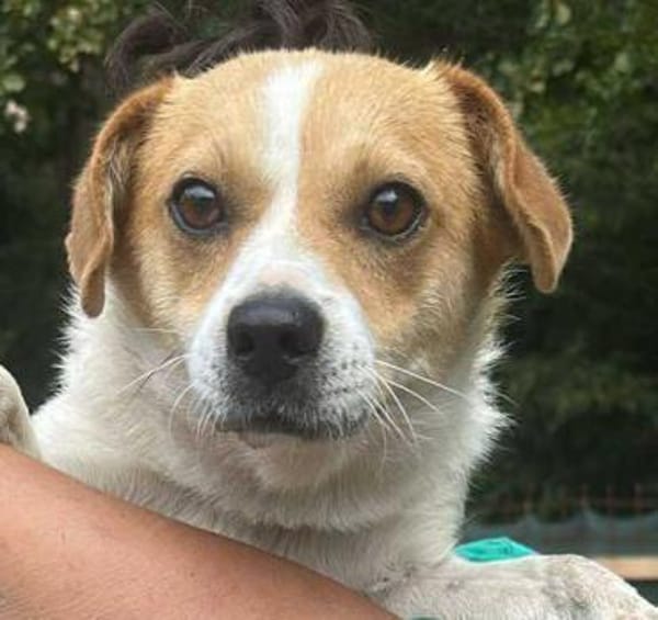 Levi, ein neuer Start, ein neues Glück