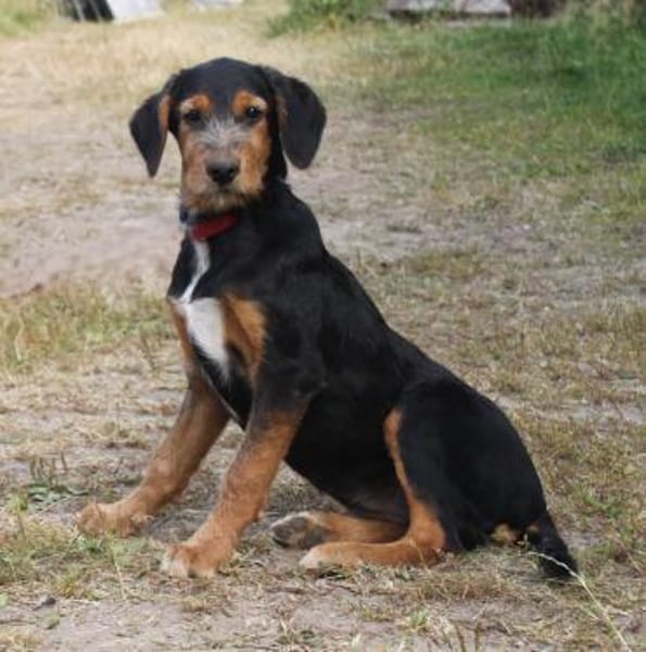 Talia - eigene Familie gesucht