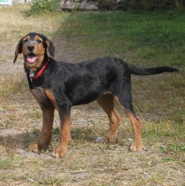 Talia - eigene Familie gesucht