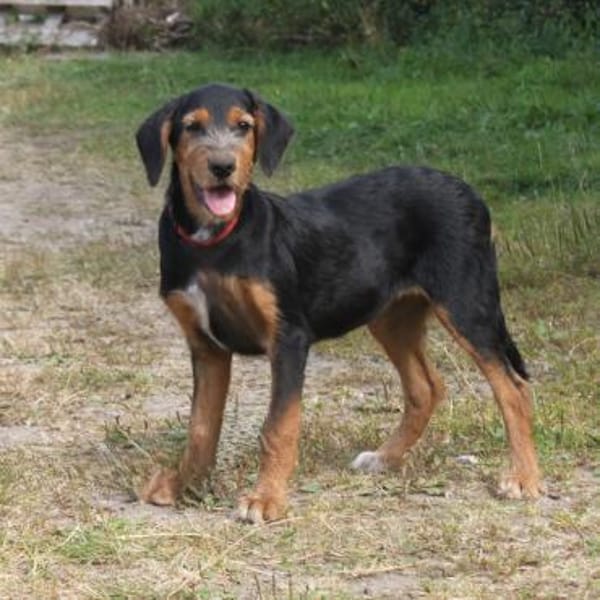 Talia - eigene Familie gesucht