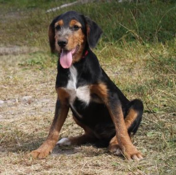 Talia - eigene Familie gesucht