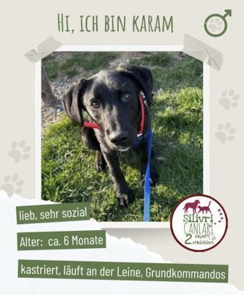 Karam sucht ein zu Hause