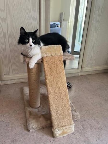 toller Kater Mighty in Bodenheim bei MZ