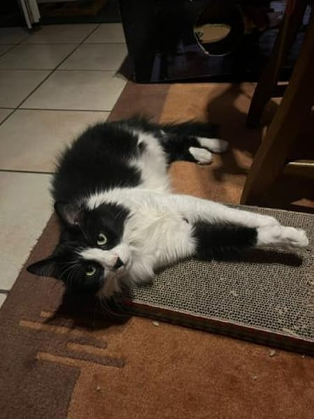 toller Kater Mighty in Bodenheim bei MZ
