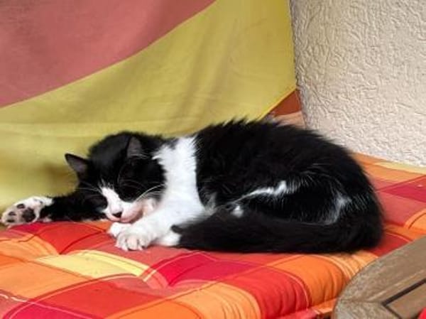 toller Kater Mighty in Bodenheim bei MZ