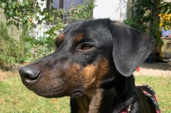 Axel Junior - PS in 53347 Alfter