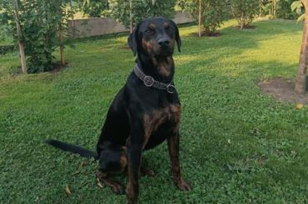 Axel Junior - PS in 53347 Alfter
