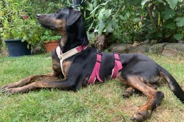 Axel Junior - PS in 53347 Alfter