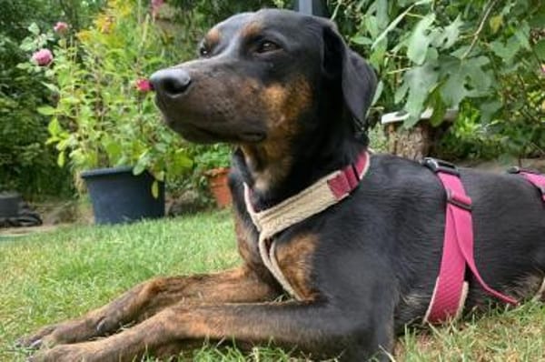 Axel Junior - PS in 53347 Alfter