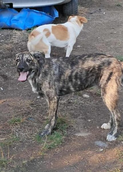 Lydia, süsses Hundemädchen sucht Liebe