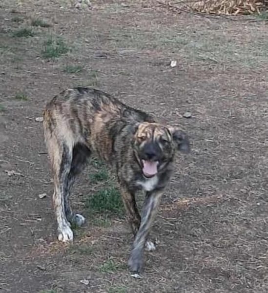 Lydia, süsses Hundemädchen sucht Liebe