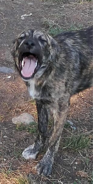 Lydia, süsses Hundemädchen sucht Liebe