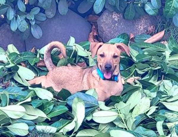 Neugierige & freundliche Frida sucht