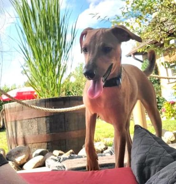 Neugierige & freundliche Frida sucht