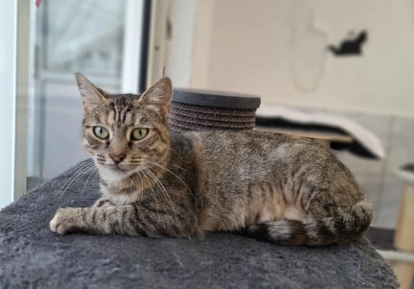 CHAT-RABIA