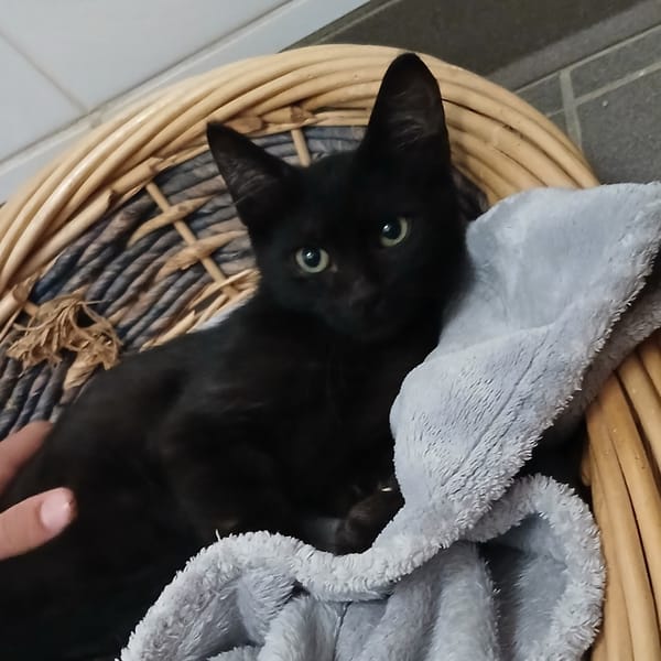 NINJA