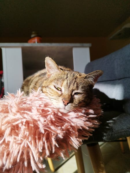 Iris