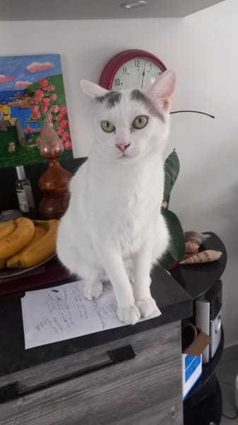 Bombon