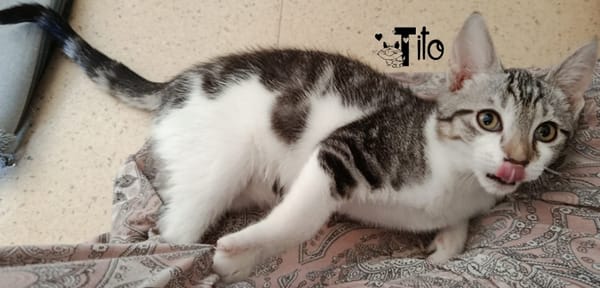 TITO