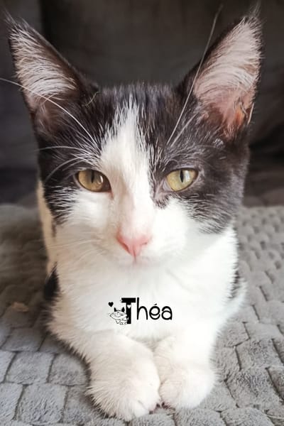 THEA