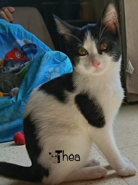 THEA
