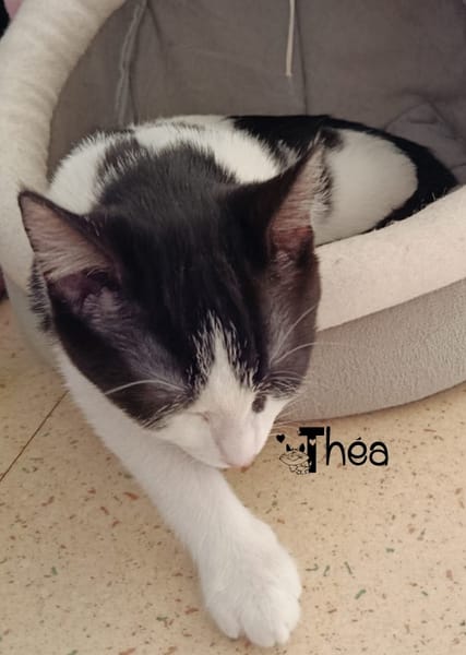THEA