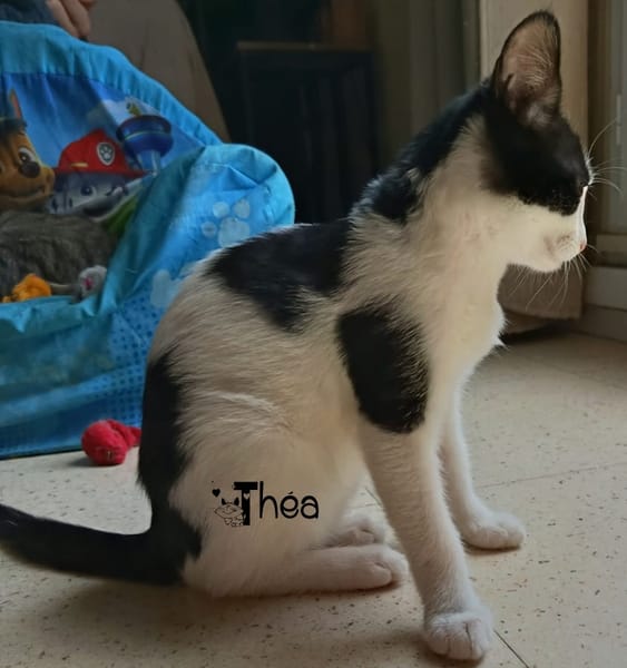 THEA