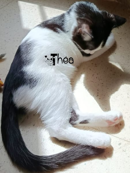 THEA