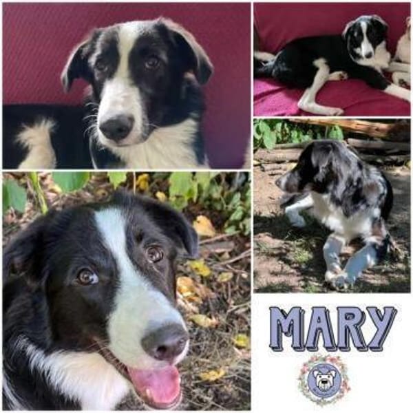 MARY * freundliche Familienhündin
