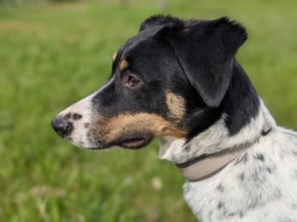 Makoa sucht sein Für-Immer-Zuhause