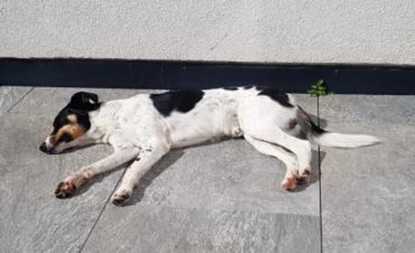 Makoa sucht sein Für-Immer-Zuhause