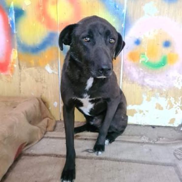 Sensibler ruhiger BLACKY sucht ♥