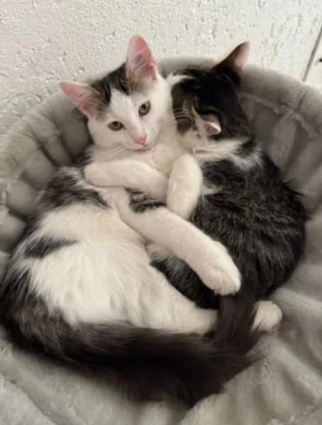 Aluno & Fluffy  Verspieltes Dreamteam