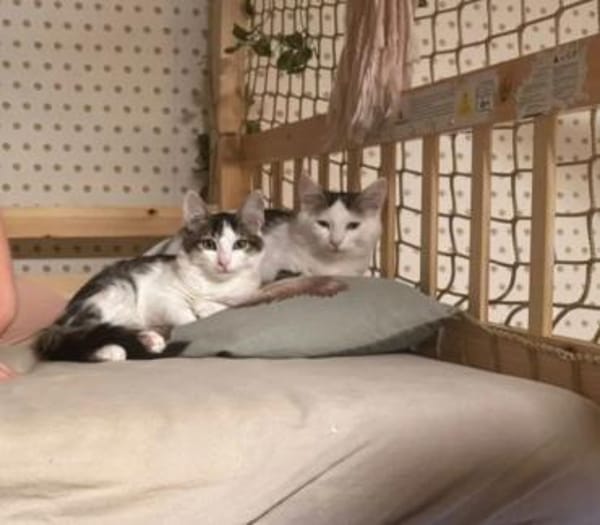Aluno & Fluffy  Verspieltes Dreamteam