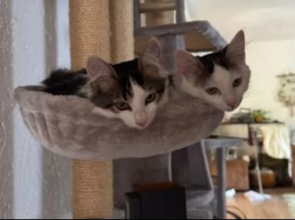Aluno & Fluffy  Verspieltes Dreamteam