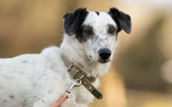 Spotty sucht hundeerfahrene Menschen