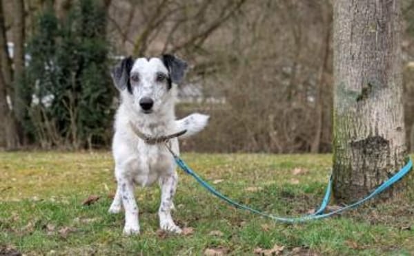 Spotty sucht hundeerfahrene Menschen