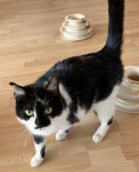 Einzelkatze Tifany
