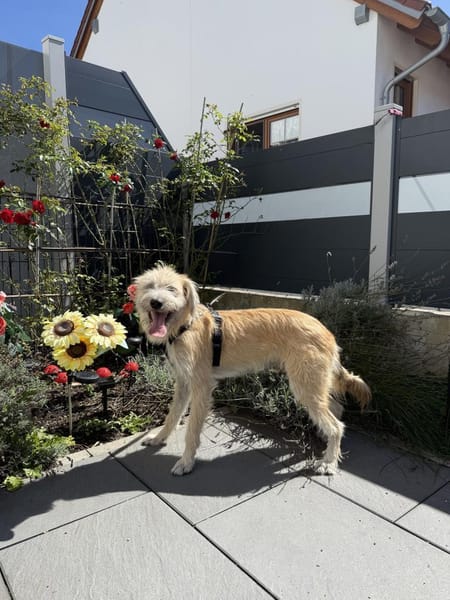 Dietrich sucht ein liebevolles Zuhause
