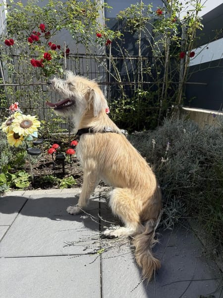 Dietrich sucht ein liebevolles Zuhause