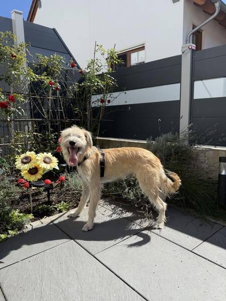 Dietrich sucht ein liebevolles Zuhause