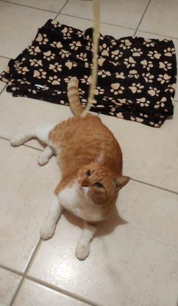 FiV+ Kater Chickpea aus dem Tierschutz