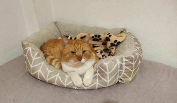 FiV+ Kater Chickpea aus dem Tierschutz