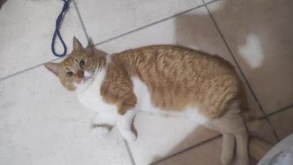 FiV+ Kater Chickpea aus dem Tierschutz