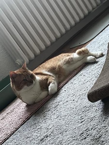 FiV+ Kater Chickpea aus dem Tierschutz