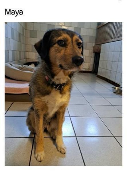 Maja sucht ein liebevolles Zuhause